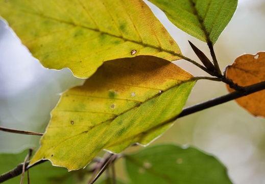 191020-095106-0005 20191022 1191686576