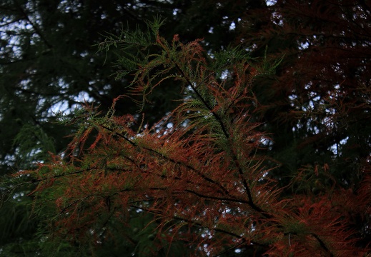 2019-10-20 077 20191020 1624419413