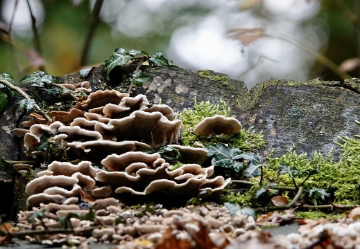 c6421fa5-ba63-48a9-b777-04636043f8a4 20191020 1400028177