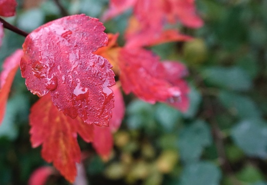 ca7710f4-c61d-4f2a-a817-a777d2cbe9f8 20191020 1483760166