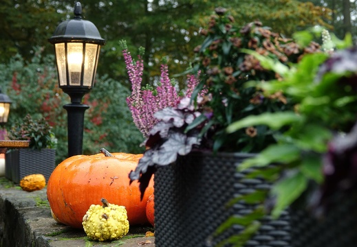 dsc07530 20191110 1349687754