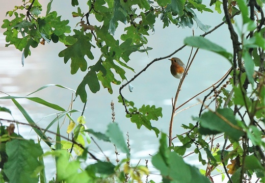 dsc07544a 20191110 1931042129