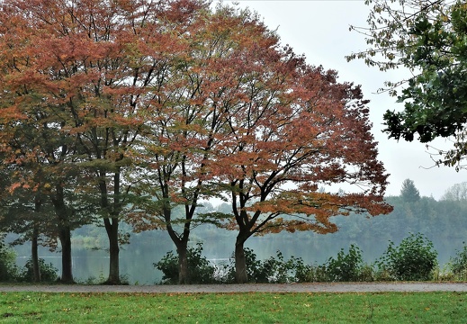 dsc07567a 20191110 1881354195