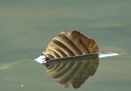 dsc07596 20191110 1035802512