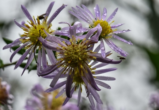 dsc 2970 20191021 1985637237