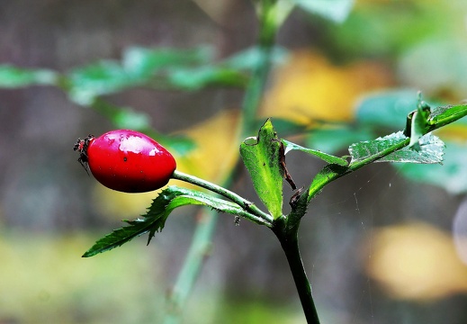 img 50681 20191110 2087394781