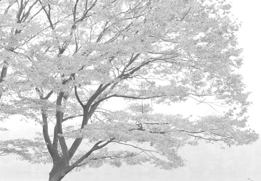 pa200224 20191105 1754493026