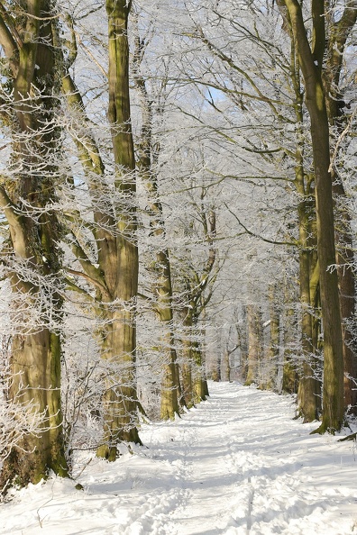 210200 - Corona Winter Sonne - Sabine img_2458_20210215_1805927659.jpg