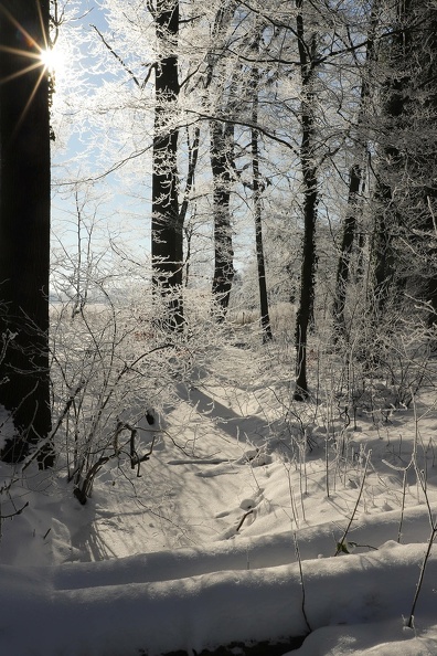 210200 - Corona Winter Sonne - Sabine img_2470_20210215_1272887223.jpg