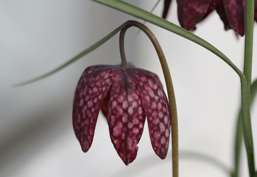 img 3082 20220407 1618223541