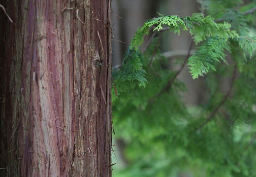 img 3113 20220407 1248816300