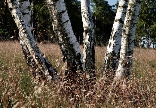 92085d4f-e882-4a9f-844a-16c4aea3f279 20220711 1529129892