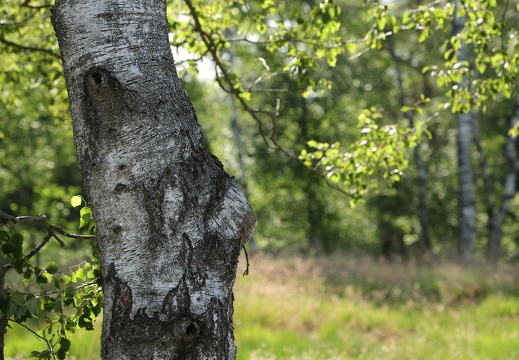 img 3343 20220717 2099074978