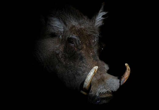 warzenschwein 01-sharpenai-focus kopie 20230228 1254271058