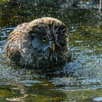 img 1833-cr2 dxo deepprime kopie-sharpenai-focus 20230506 1935176047