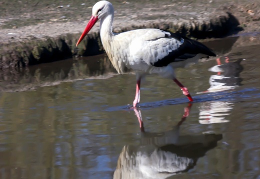 storch 1 20230429 1647083947