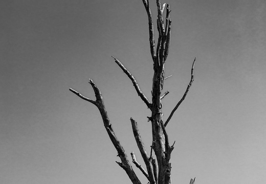 230525 Lüneburger Heide