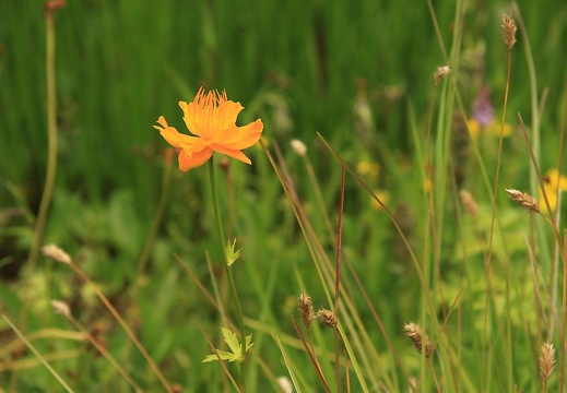 img 7053 20160620 1633371663