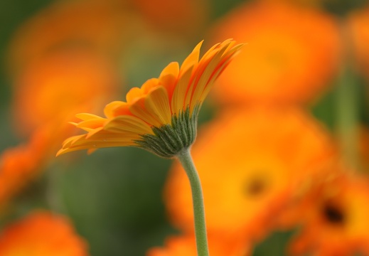 240421 Knallige Farben Emsflower