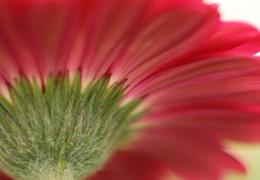 240421 Knallige Farben Emsflower
