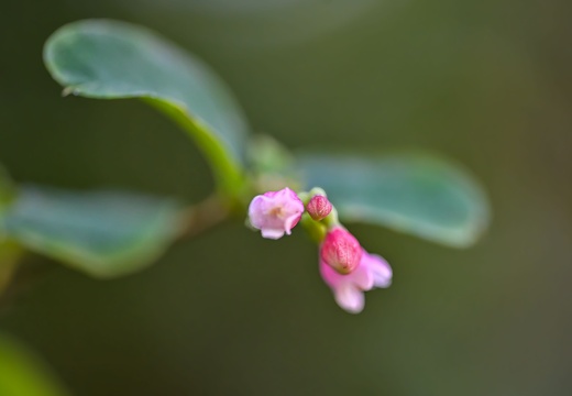Bagno Bokeh
