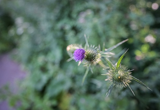 Bagno Bokeh
