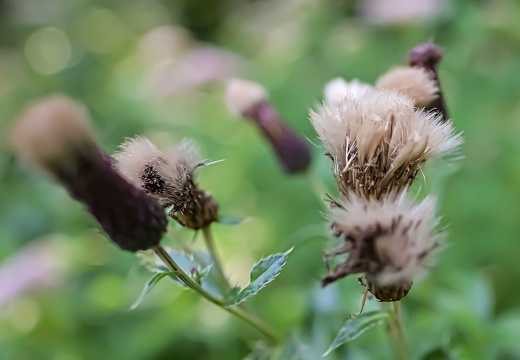 Bagno Bokeh