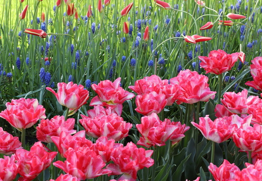 250424 Den Haag - Tulpen