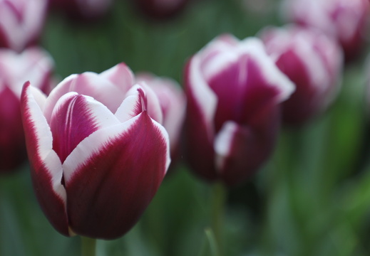 250424 Den Haag - Tulpen