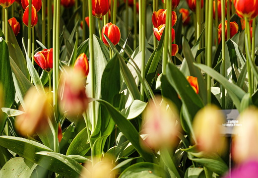 20250425- R6A5007-SharpenAI-Focus