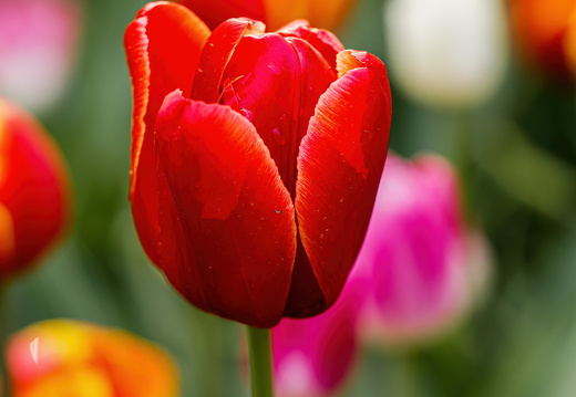 20250425- R6A5018-SharpenAI-Focus