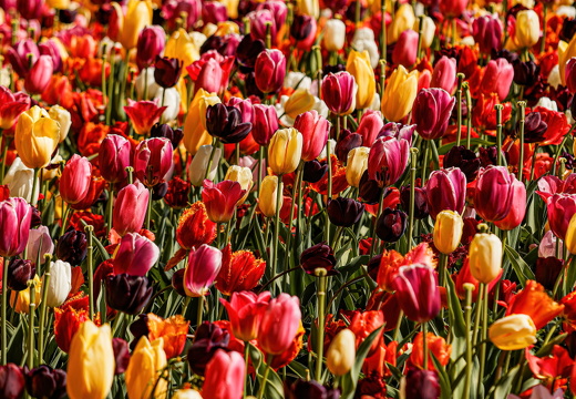 20250425- R6A5025-SharpenAI-Focus