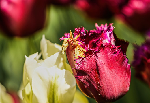 20250425- R6A5057-SharpenAI-Focus