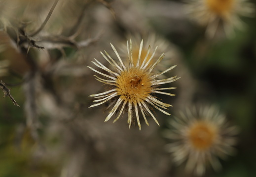 250921 Vergangenes Botanischer Garten Osnabrück