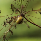 250921 Botanischer Garten - Vergangenes