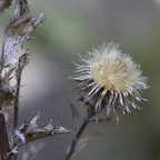 250921 Botanischer Garten - Vergangenes