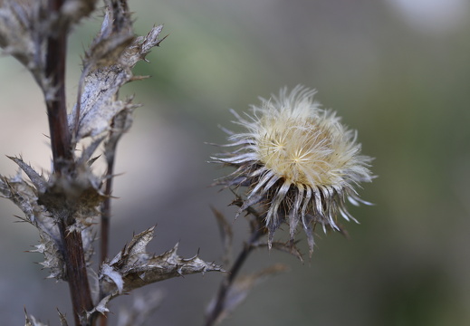 250921 Botanischer Garten - Vergangenes