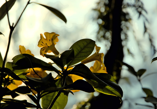 260322 Schmetterlinge Botanika