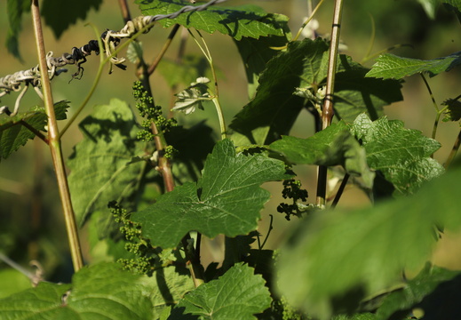 260528 Mosel typisch - Sabine