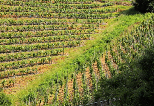 260528 Mosel Linien - Sabine 