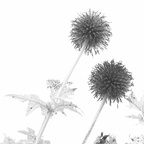 260830 High Key - Sabine